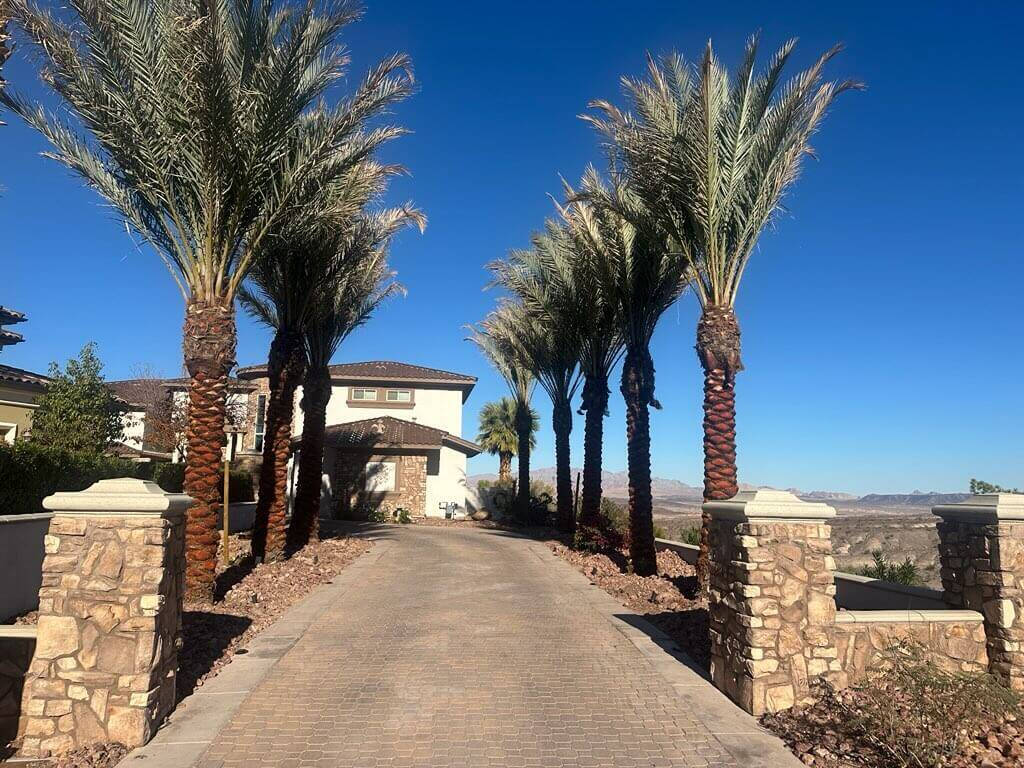 Phoenix Date Palms - Medjool Cuttings/Offshoots - Wholesale Palms