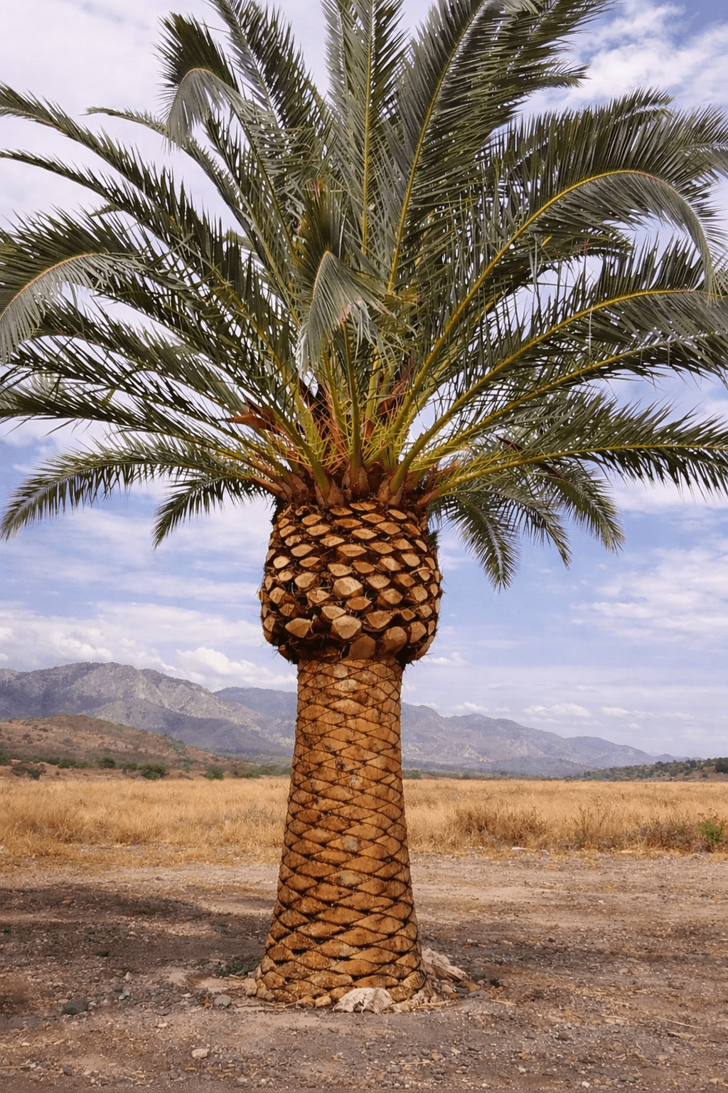 Phoenix Date Palms - Medjool Cuttings/Offshoots - Wholesale Palms